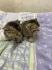 Котята золотая шиншилла - шотландцы