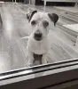 Собака