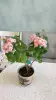 Розебудная цветущая герань Antique Rose