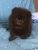 Кому шоколадного медвежонка?