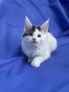 Мейн-Кун котята
