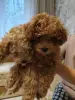 Щенки Той-пудель