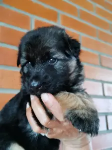 Немецкая овчарка