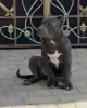 Щенки Американский булли