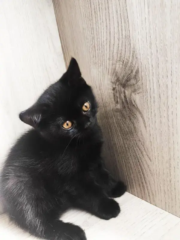 Котята Скоттиш-страйт
