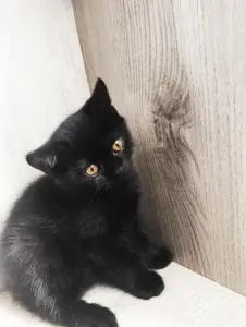 Котята Скоттиш-страйт