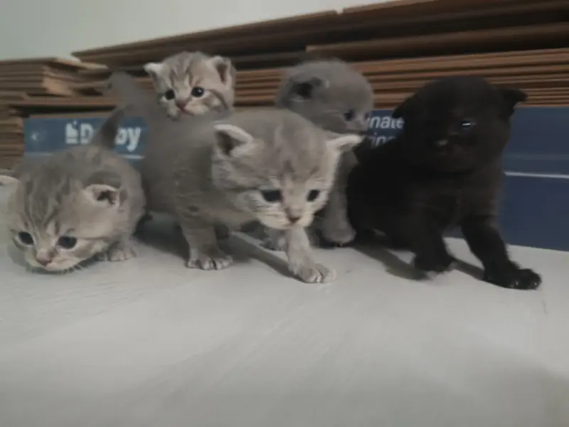 Британские котята
