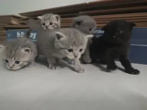 Британские котята