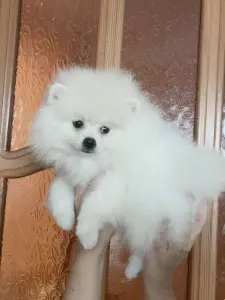 Мальчик белого померанского шпица