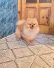 Шпиц шикарный мишка.