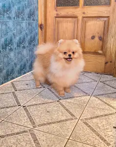 Шпиц шикарный мишка.