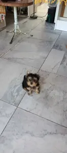 Йоркширский терьер