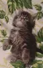 Котята мейн-кун