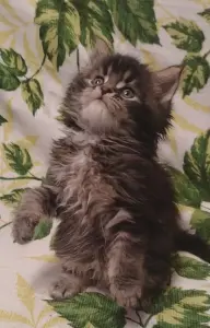 Котята мейн-кун