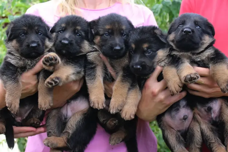 Продажа щенят немецкой овчарки