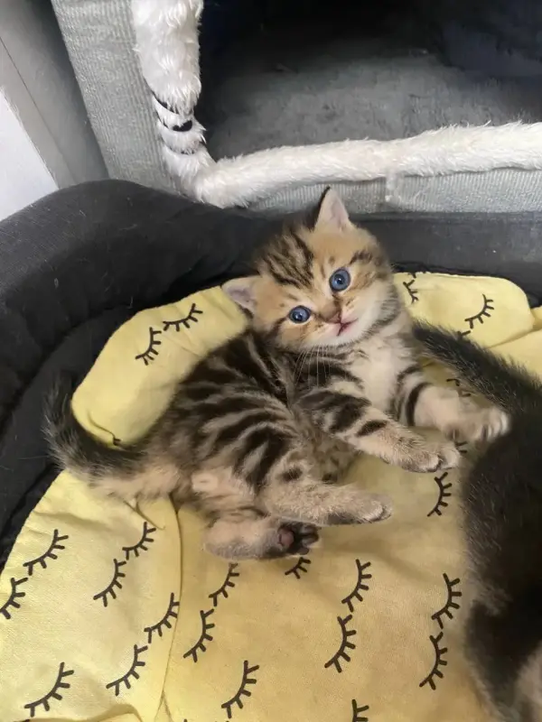 Шотландские котята