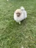 Щенки померанского шпица
