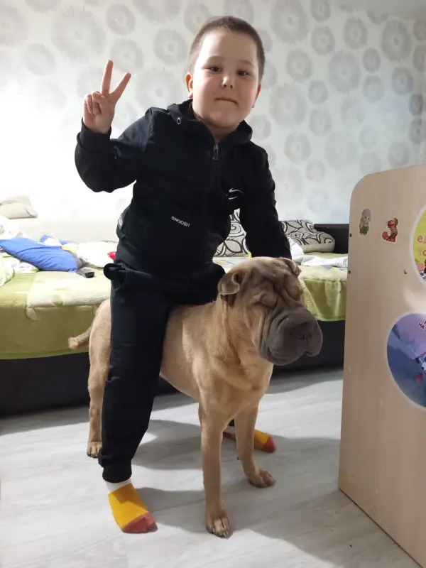 В дар собака