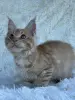 Мейн-Кун котята