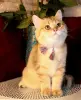 Британский котёнок