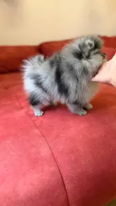 Шпиц девочка