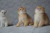 Шотландский вислоухий мальчик
