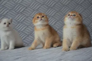 Шотландский вислоухий мальчик