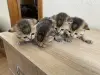 Котята золотая шиншилла - шотландцы