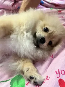 Померанский шпиц мини мальчик