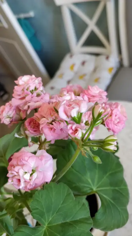 Розебудная цветущая герань Antique Rose