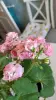 Розебудная цветущая герань Antique Rose
