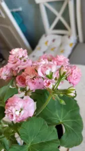 Розебудная цветущая герань Antique Rose