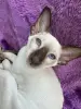 Ориентальные котята