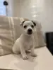 Собака