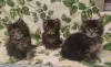 Котята мейн-кун