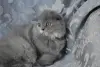 Шотландские котята вислоухие и Прямоухие