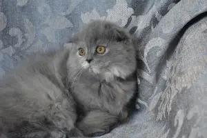 Шотландские котята вислоухие и Прямоухие