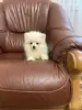 Мальчик белого померанского шпица