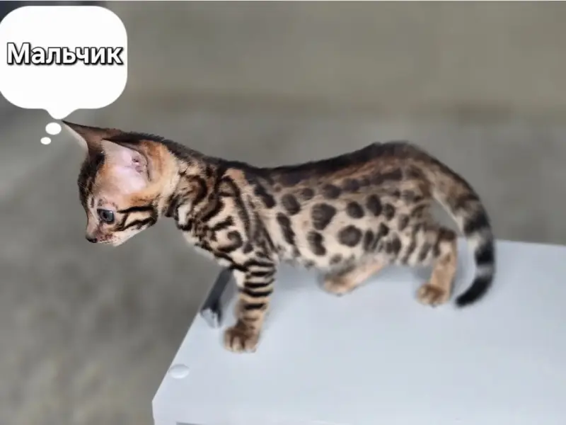 Котята