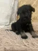 щенки цвергшнауцера