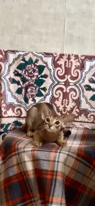 Абиссинский котёнок