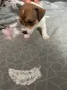 Щенки