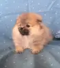 померанский шпиц