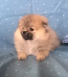 померанский шпиц