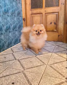 Шпиц шикарный мишка.