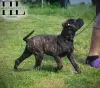 Бульмастиф щенок из племенного питомника