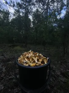 Лисички
