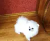 Мальчик белого померанского шпица