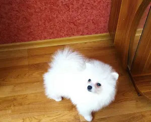 Мальчик белого померанского шпица