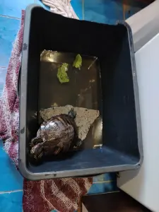 Черепаха